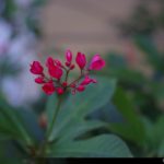 IMGP2043